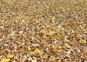 Image showing autumn leaves