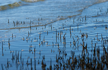 Image showing mangrove roots