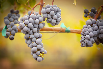 Image showing Lush, Ripe Wine Grapes on the Vine