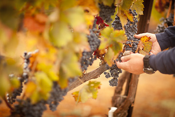 Image showing Farmer Inspecting His Ripe Wine Grapes