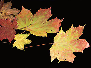 Image showing Autumn fire