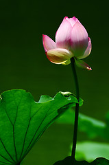 Image showing Lotus flower blooming in pond