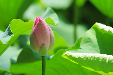 Image showing Lotus bud in pond