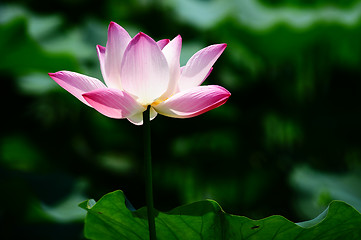 Image showing Lotus flower blooming in pond