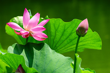 Image showing Lotus flower blooming in pond