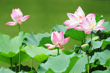 Image showing Lotus flowers blooming in pond