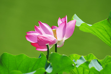 Image showing Lotus flower blooming in pond