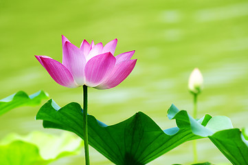 Image showing Lotus flower blooming in pond