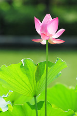 Image showing Lotus flower blooming in pond