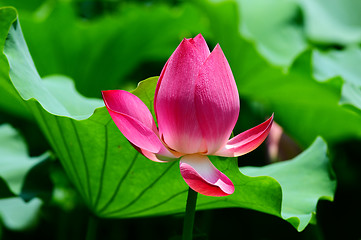 Image showing Lotus flower blooming in pond