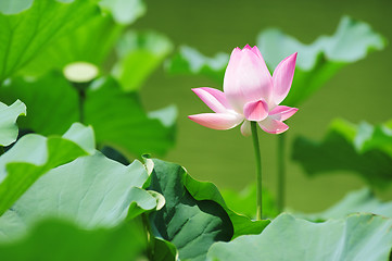 Image showing Lotus flower blooming in pond