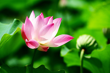 Image showing Lotus flower blooming in pond