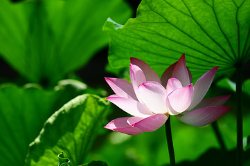 Image showing Lotus flower blooming in pond