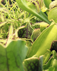 Image showing carnivorous plants