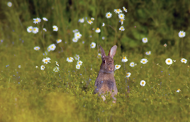 Image showing Curious Rabbit