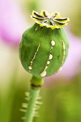 Image showing Poppy with milk