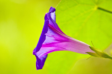 Image showing morning glory, drug of the aztekes