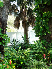 Image showing tropical garden