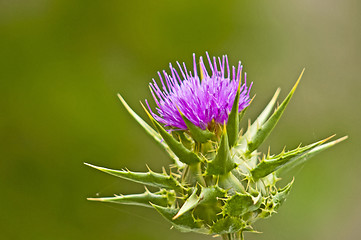 Image showing holy thistle