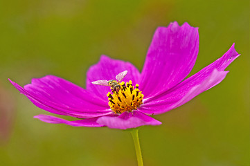Image showing cosmea with fly