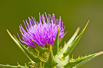 Image showing holy thistle