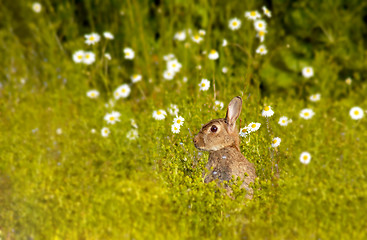 Image showing wild rabbit 2