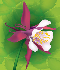 Image showing Flower aquilegia