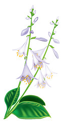 Image showing Flower host