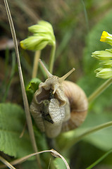 Image showing Close-up of burgundy snail