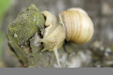 Image showing Close-up of burgundy snail