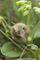 Image showing Close-up of burgundy snail