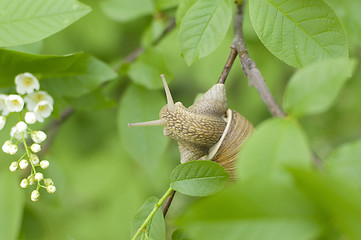 Image showing Close-up of burgundy snail