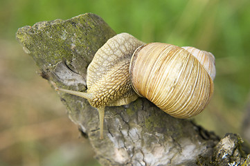 Image showing Close-up of burgundy snail