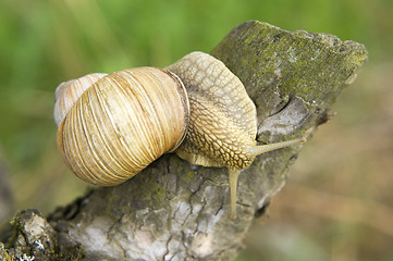 Image showing Close-up of burgundy snail