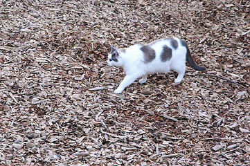 Image showing Cat walking.
