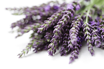 Image showing lavender flowers