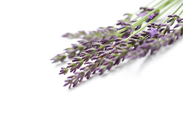 Image showing lavender flowers