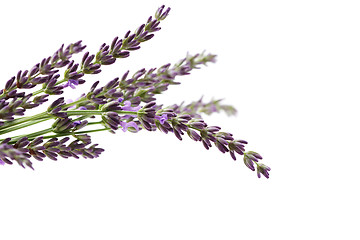 Image showing lavender flowers