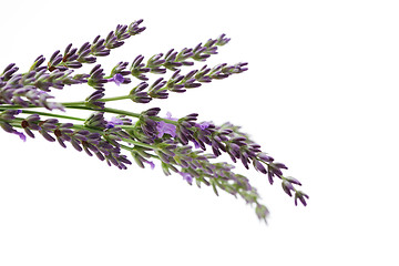 Image showing lavender flowers