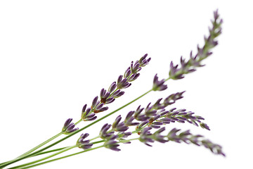 Image showing lavender flowers