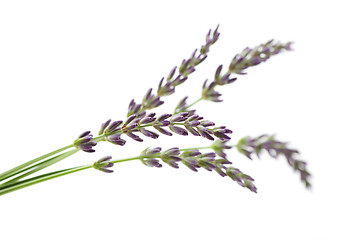 Image showing lavender flowers