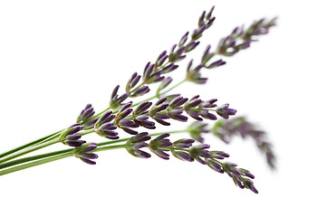 Image showing lavender flowers