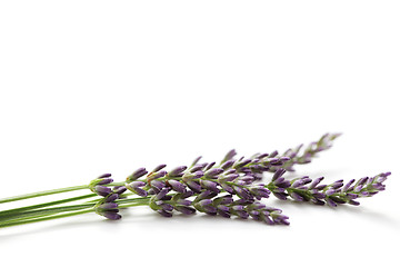 Image showing lavender flowers