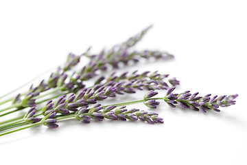 Image showing lavender flowers