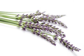 Image showing lavender flowers