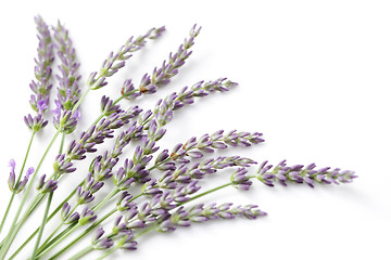 Image showing lavender flowers