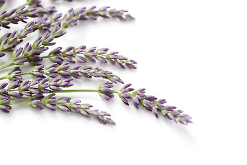 Image showing lavender flowers