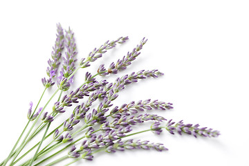 Image showing lavender flowers