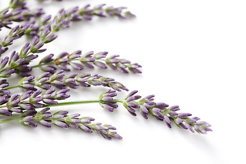 Image showing lavender flowers