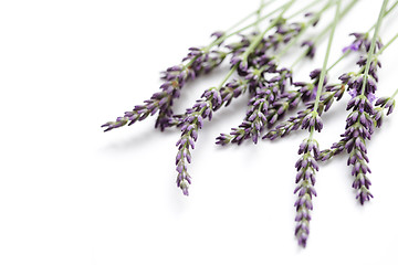 Image showing lavender flowers